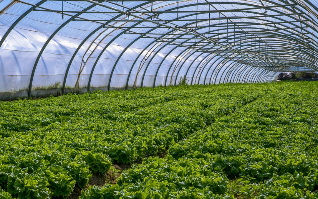agriculture fund nigeria agriculture fund nigeria