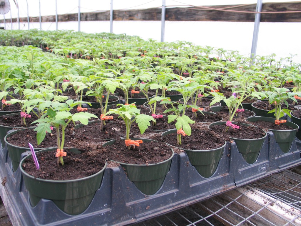 grafted tomato seedlings for Tomato Farming