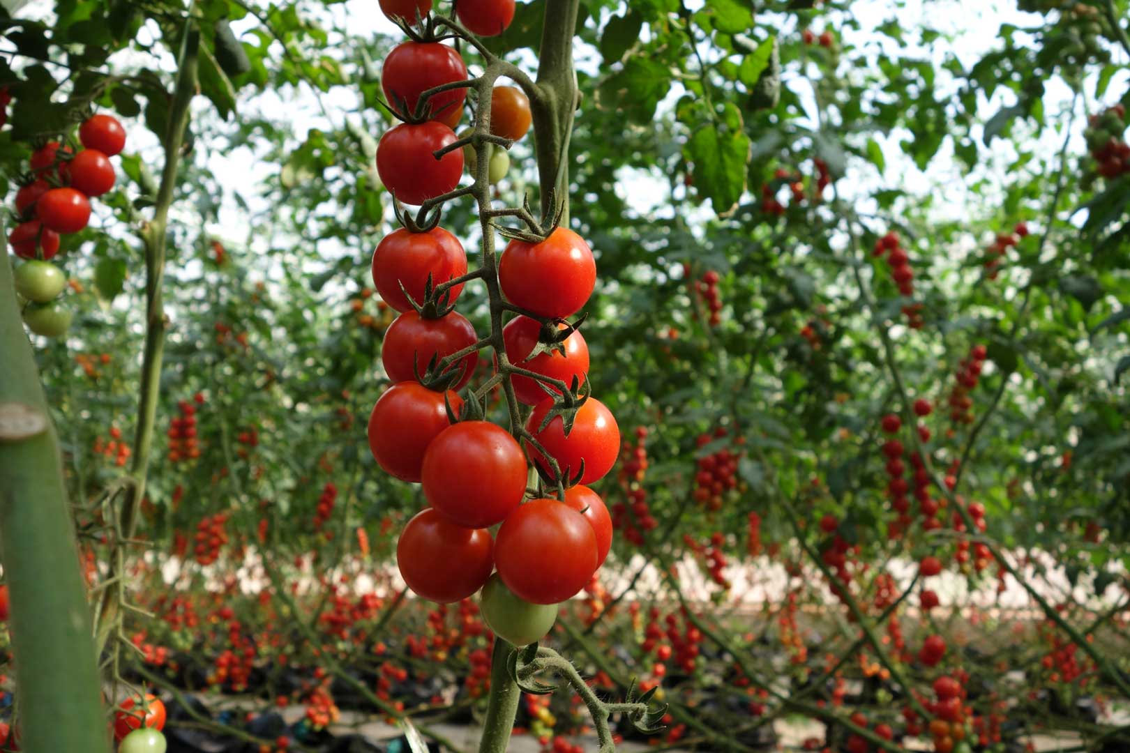 tomato plant ready for harvest after Tomato Farming