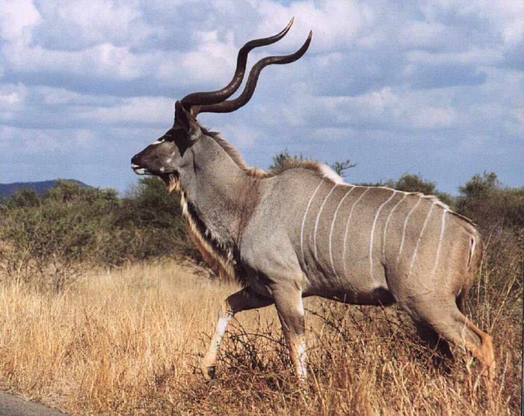 5 Animals You’ll Only Find in Africa 5 animals you will only find in Africa