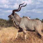 5 animals you will only find in Africa
